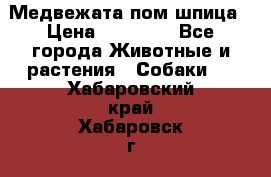 Медвежата пом шпица › Цена ­ 40 000 - Все города Животные и растения » Собаки   . Хабаровский край,Хабаровск г.